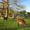 75 The Donkeys - December 2006